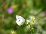 FZ006994 Small white butterfly (Pieris rapae) on flower.jpg